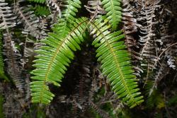 Sticherus tener. Small frond, still showing ultimate segments arising at close to 90° from α costae. 
 Image: L.R. Perrie © Te Papa 2012 CC BY-NC 3.0 NZ